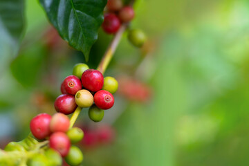 Red coffee beans on a branch of coffea tree with leaves, ripe and unripe coffee beans.