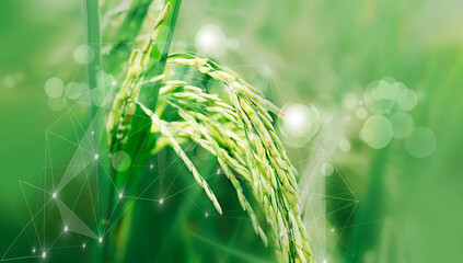 Agriculture digital with rice field background