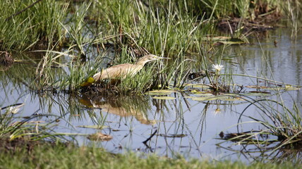 Squacco heron fishing in the Okavango delta