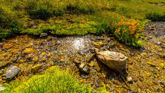 View of vibrant green moss clinging to the banks of a stream, its rocky bed glistening under the sun in Deosai National Park, Skardu, Gilgit Baltistan, Pakistan.