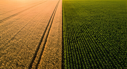 Aerial view of golden wheat field next to vibrant green corn crops agricultural landscape farmland harvest rural scenery nature beauty agriculture farming countryside farm land