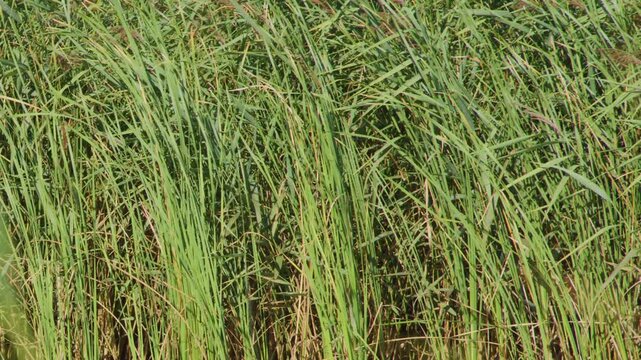 Wind Blowing Through Common Reed Grass in Wetland Marsh