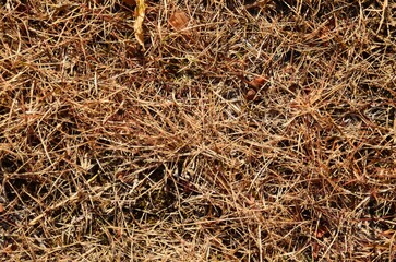 추운날 건조하게 마른 건초