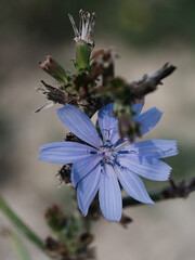 Cichorium