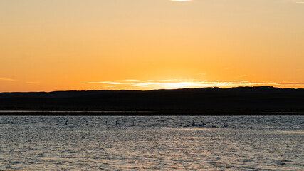 Swans on the lake at sunset. High quality photo