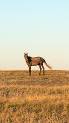 A horse grazes in the steppe of Kazakhstan. High quality photo