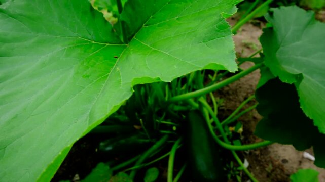 Moving camera from middle of zucchini plant full of blooming flowers toward its large fruit while growing veggies in sand rich soil