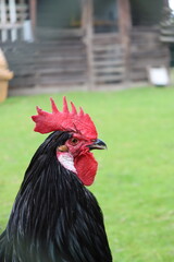 rooster on the farm