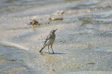 Bird on sandy shore with water background