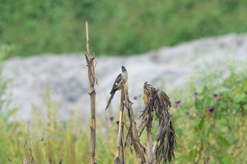 Pied cuckoo on a tree branch