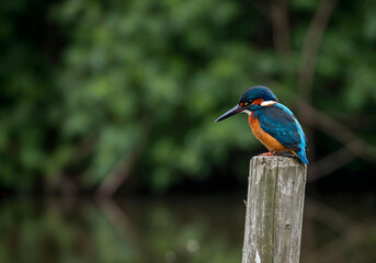 Fototapeta premium Blue kingfisher perches on wooden post by calm water.
