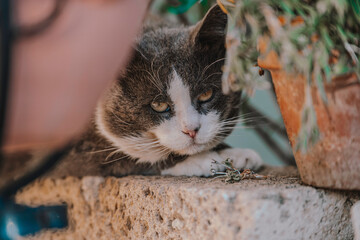 Grey and white cat relaxing on a wall near a plant