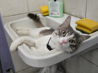 A young black and white cat lies in the washbasin.