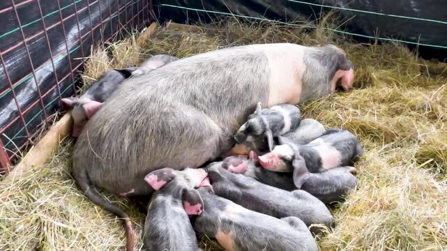 A mother pig feeding her numerous piglets in a straw bed The Miracle of New Life