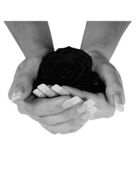 A hand hold rose with halftone black white retro 