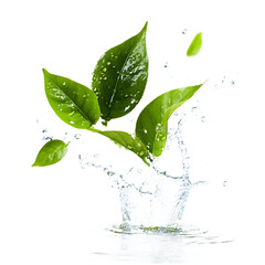 Fresh green leaves splashing_with_water isolated on a transparent background.
