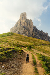 black dog walking in the mountains