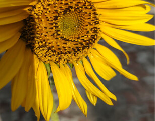 yellow sunflower close up