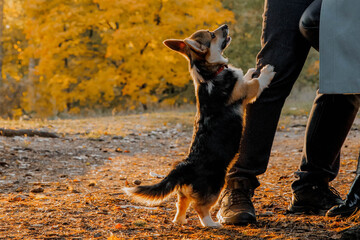 A dog is balancing on its hind legs right next to a persons leg