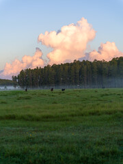 Aerial drone view of a Florida farm with cows grazing in a green pasture as mist drifts across the...
