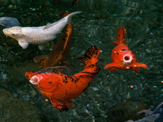 Colorful fish compete to eat the food thrown to them.