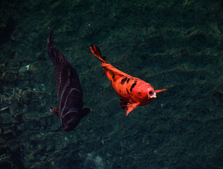 The moment the fish grabs the bait