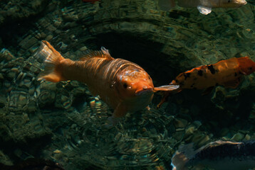 The face of the fish