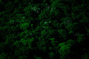 Bird's eye view of dark forest trees