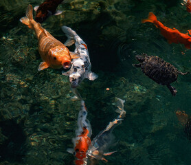 Colorful fish compete to eat the food thrown to them.