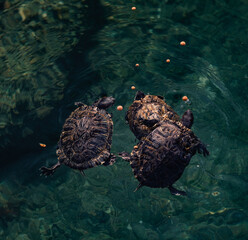 Aquatic turtles compete to eat the food thrown to them.
