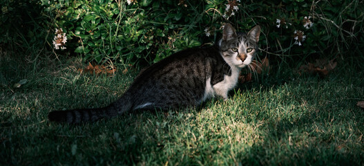 If a cat focused on its prey gets distracted