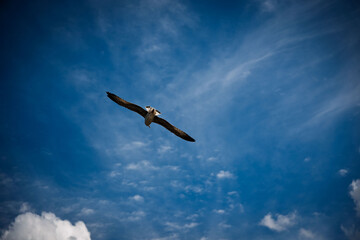 A seagull flying in the blue sky