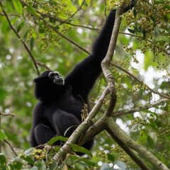 Naklejka premium Black hainan gibbon animal on a tree
