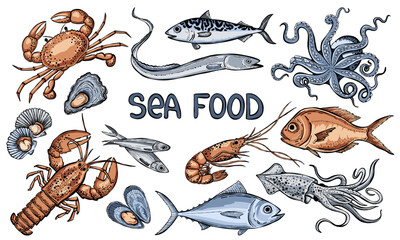 Hand drawn seafood vector illustration.  Sea bass, tuna, lobster, crab, oyster, mussel, squid and octopus. Sea food retro art.