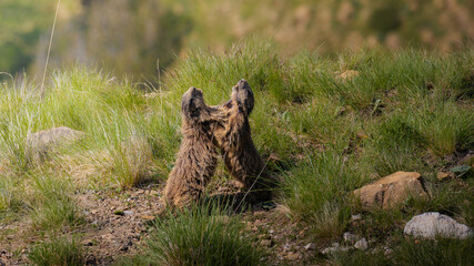 marmots animal playing in the grass