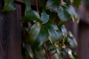 close up of a green plant against a wooden fence
