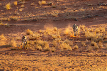 Two cheetahs running in the Kalahari desert, Namibia, Africa