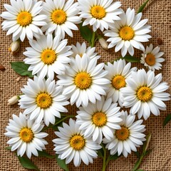 Obraz premium Bright Yellow Daisies Full Bloom Against Burlap Backdrop