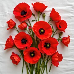 Obraz premium Vivid Red Poppies Against White