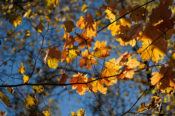 vista macro di bellissime foglie di albero di acero, dalle sfumature di colore giallo ed arancione, in controluce, di giorno, in un ambiente naturale, in autunno, con cielo sereno sullo sfondo