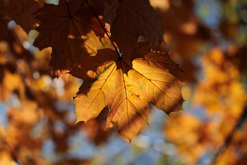 grandi foglie di acero dai colori autunnali, attaccate ai rami di un albero, di giorno, all'aperto, in autunno