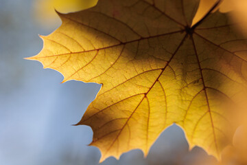 vista macro di una grande foglia di albero di acero di colore giallo, in controluce, di giorno, in autunno