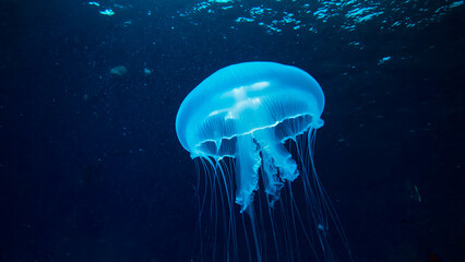 Giant jellyfish in the sea.