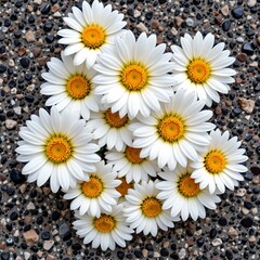 Obraz premium Vibrant Yellow Daisies with White Petals Rocky Surface