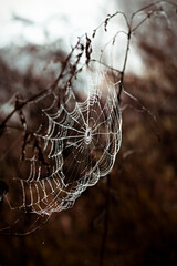 Spider web with glistening dewdrops on a misty morning field. Autumn nature concept, tranquil atmosphere