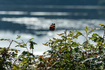 A Monarch butterfly flying over a brush in a warm late summer morning.