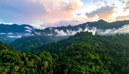 Misty mountain range, dense forest