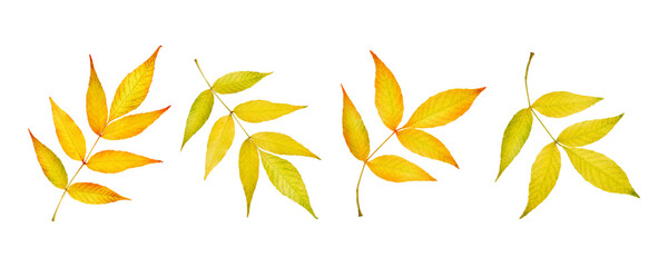Set of autumn yellow and orange leaves on a white background. Isolated elements for design, decor and prints, watercolor style.