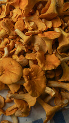 Mushroom background. Fresh chanterelle mushrooms close up on rustic textured linen background, flat lay, copy space