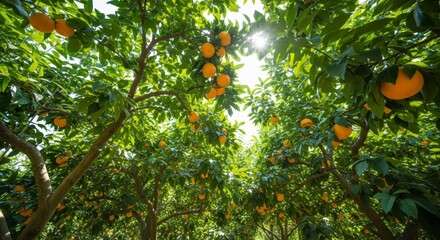 Sun-drenched orange grove bursting with ripe fruit, a vibrant natural bounty under clear skies